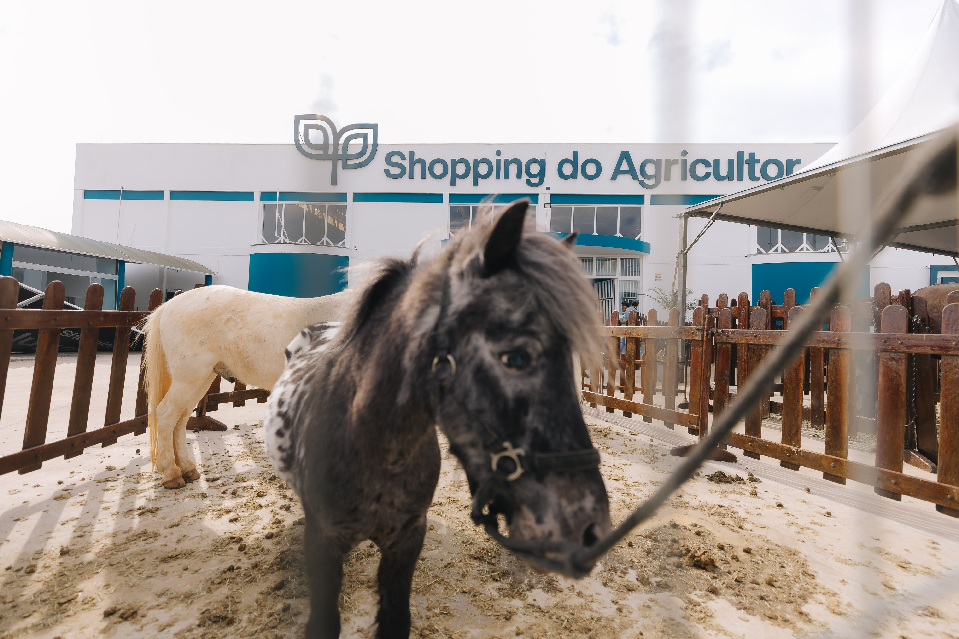 Farmers Day - Dia 1